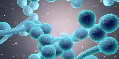 Digital illustration of fungi