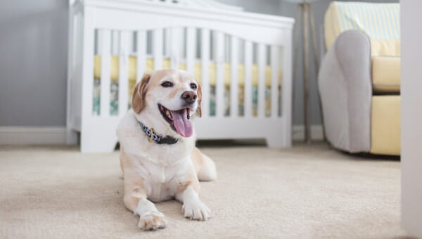 happy dog sitting on the floor in front of white fence