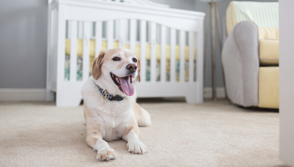 happy dog sitting on the floor in front of white fence