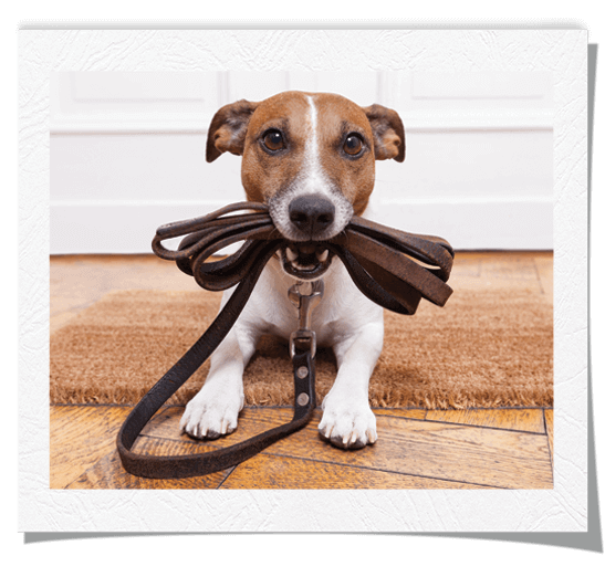 Dog holding leash in its mouth